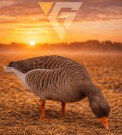 Gatling Goose -  Grågås Lokkefugl Fullbody 6 pk thumbnail