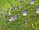 Gatling Goose -  Grågås Lokkefugl Fullbody 6 pk thumbnail