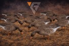Greylag Hammer - Limited Edition thumbnail