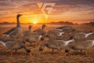 Grågås Lokkefløyte - Greylag Buster Easy  thumbnail