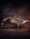 Gatling Goose -  Grågås Lokkefugl Fullbody 6 pk thumbnail