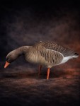 Gatling Goose -  Grågås Lokkefugl Fullbody 6 pk
