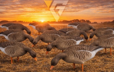 Grågås Lokkefugler 12 stk 15% Rabatt