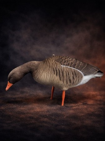 Gatling Goose -  Grågås Lokkefugl Fullbody 6 pk
